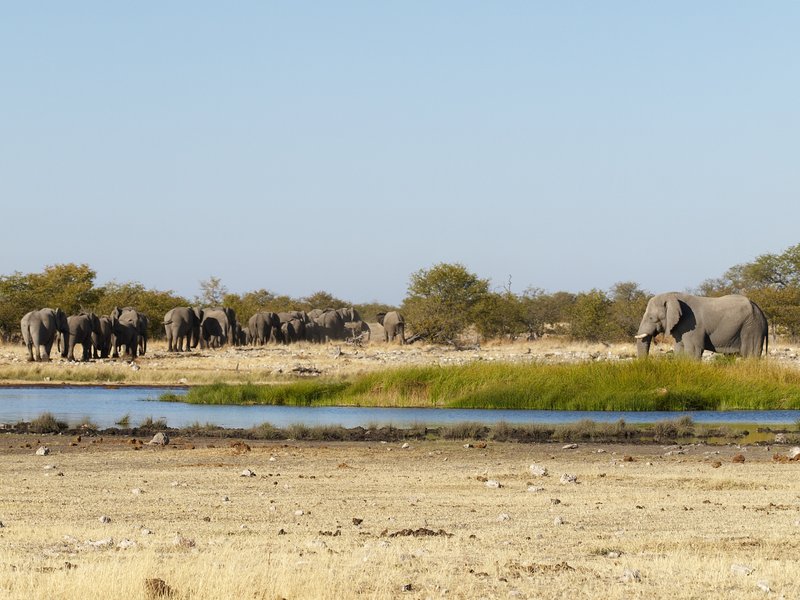 Elephant, Etosha National Park, Rietfontein